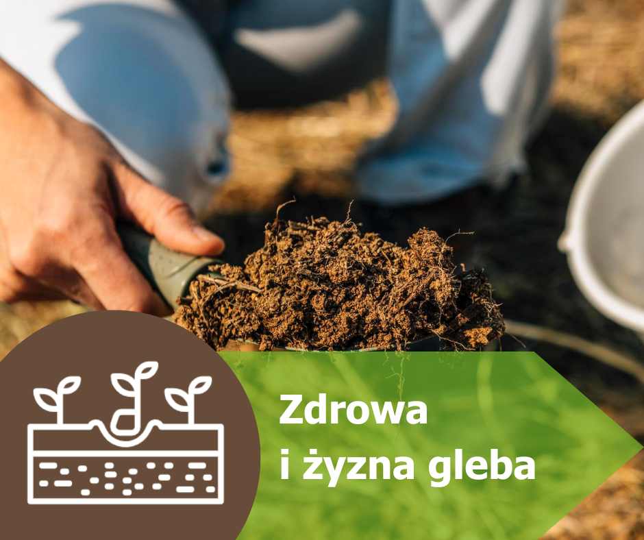 Żyzność i zdrowie gleby – od czego zależy wysoki plon?